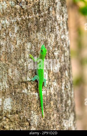 Kochs riesiger Tagesgecko (Phelsuma kochi), endemische Art von Gecko, eine Eidechse in der Familie Gekkonidae., Ankarafantsika-Nationalpark, Madagaskar Wildli Stockfoto