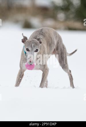 Mansfield Woodhouse, England, Großbritannien. 10. März 2023. Das Wetter in Großbritannien. Mit heftigem nächtlichen Schnee, der die meisten East Midlands bedeckt, ist ein Whippet draußen und genießt seine morgendlichen Übungen im Schnee mit einem Gummiball. Kredit: Alan Keith Beastall/Alamy Live News Stockfoto
