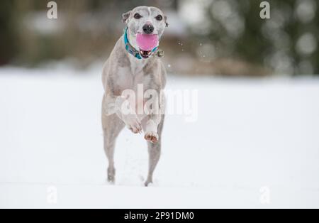 Mansfield Woodhouse, England, Großbritannien. 10. März 2023. Das Wetter in Großbritannien. Mit heftigem nächtlichen Schnee, der die meisten East Midlands bedeckt, ist ein Whippet draußen und genießt seine morgendlichen Übungen im Schnee mit einem Gummiball. Kredit: Alan Keith Beastall/Alamy Live News Stockfoto