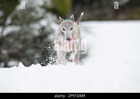 Mansfield Woodhouse, England, Großbritannien. 10. März 2023. Das Wetter in Großbritannien. Mit heftigem nächtlichen Schnee, der die meisten East Midlands bedeckt, ist ein Whippet draußen und genießt seine morgendlichen Übungen im Schnee mit einem Gummiball. Kredit: Alan Keith Beastall/Alamy Live News Stockfoto