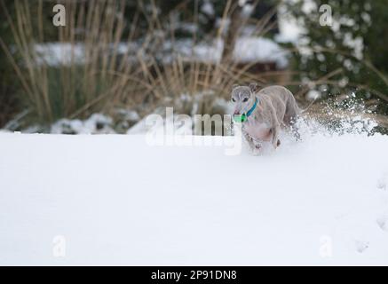 Mansfield Woodhouse, England, Großbritannien. 10. März 2023. Das Wetter in Großbritannien. Mit heftigem nächtlichen Schnee, der die meisten East Midlands bedeckt, ist ein Whippet draußen und genießt seine morgendlichen Übungen im Schnee mit einem Gummiball. Kredit: Alan Keith Beastall/Alamy Live News Stockfoto