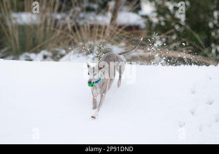 Mansfield Woodhouse, England, Großbritannien. 10. März 2023. Das Wetter in Großbritannien. Mit heftigem nächtlichen Schnee, der die meisten East Midlands bedeckt, ist ein Whippet draußen und genießt seine morgendlichen Übungen im Schnee mit einem Gummiball. Kredit: Alan Keith Beastall/Alamy Live News Stockfoto