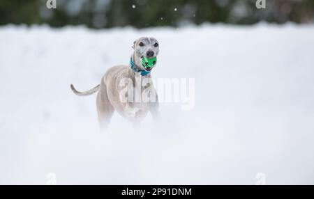 Mansfield Woodhouse, England, Großbritannien. 10. März 2023. Das Wetter in Großbritannien. Mit heftigem nächtlichen Schnee, der die meisten East Midlands bedeckt, ist ein Whippet draußen und genießt seine morgendlichen Übungen im Schnee mit einem Gummiball. Kredit: Alan Keith Beastall/Alamy Live News Stockfoto