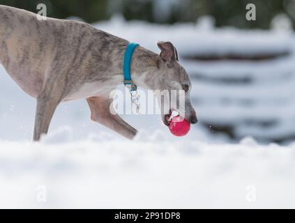 Mansfield Woodhouse, England, Großbritannien. 10. März 2023. Das Wetter in Großbritannien. Mit heftigem nächtlichen Schnee, der die meisten East Midlands bedeckt, ist ein Whippet draußen und genießt seine morgendlichen Übungen im Schnee mit einem Gummiball. Kredit: Alan Keith Beastall/Alamy Live News Stockfoto