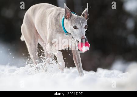 Mansfield Woodhouse, England, Großbritannien. 10. März 2023. Das Wetter in Großbritannien. Mit heftigem nächtlichen Schnee, der die meisten East Midlands bedeckt, ist ein Whippet draußen und genießt seine morgendlichen Übungen im Schnee mit einem Gummiball. Kredit: Alan Keith Beastall/Alamy Live News Stockfoto