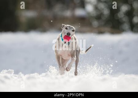 Mansfield Woodhouse, England, Großbritannien. 10. März 2023. Das Wetter in Großbritannien. Mit heftigem nächtlichen Schnee, der die meisten East Midlands bedeckt, ist ein Whippet draußen und genießt seine morgendlichen Übungen im Schnee mit einem Gummiball. Kredit: Alan Keith Beastall/Alamy Live News Stockfoto
