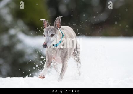 Mansfield Woodhouse, England, Großbritannien. 10. März 2023. Das Wetter in Großbritannien. Mit heftigem nächtlichen Schnee, der die meisten East Midlands bedeckt, ist ein Whippet draußen und genießt seine morgendlichen Übungen im Schnee mit einem Gummiball. Kredit: Alan Keith Beastall/Alamy Live News Stockfoto