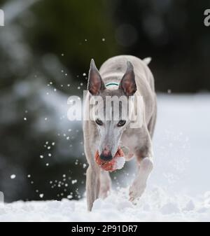Mansfield Woodhouse, England, Großbritannien. 10. März 2023. Das Wetter in Großbritannien. Mit heftigem nächtlichen Schnee, der die meisten East Midlands bedeckt, ist ein Whippet draußen und genießt seine morgendlichen Übungen im Schnee mit einem Gummiball. Kredit: Alan Keith Beastall/Alamy Live News Stockfoto