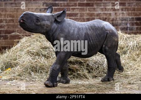 Ein neu geborenes, kritisch gefährdetes östliches schwarzes Nashorn Magashi steht in seinem Gehege neben seiner Mutter Maisha (nicht gesehen) im Safari Park Dvur Kralove, Tschechische Republik, Freitag, 10. März 2023. Das männliche Nashorn-Kalb wurde am 4. März 2023 geboren. (CTK Photo/David Tanecek) Stockfoto