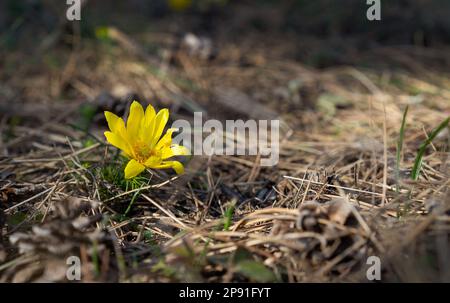 Nahaufnahme eines Adonis vernalis oder Fasanenauges. Mehrjährige Blütenpflanze. Stockfoto