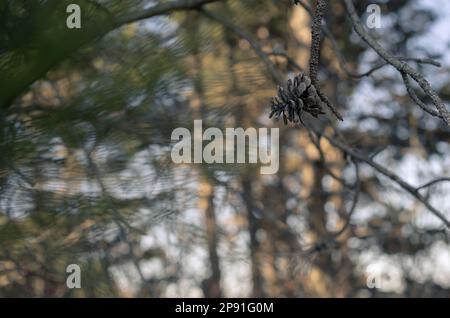 Nahaufnahme eines Kiefernkegels auf dem Baum. Immergrüner Wald. Holzhintergrund. Stockfoto
