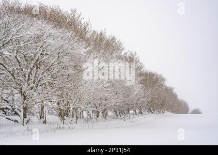 Eine Reihe schneebedeckter Bäume hinter einem Zaun Stockfoto