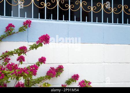 Hell rosa Zweige mit Blüten auf einem blau-weißen dekorativ strukturierte Zaun Hintergrund. Frühling blühenden Baum und reich verzierten Hof Mauer macht ein frame Stockfoto