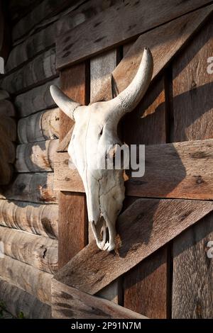 Weißer Bullenschädel, der an einer hölzernen Scheunenwand hängt. Dekoration einer Bar im westlichen Stil mit totem Tierkopf Stockfoto