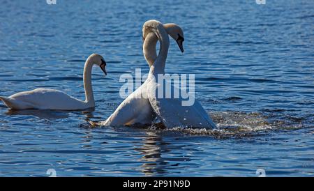 Duddingston Loch, Edinburgh, Schottland, Großbritannien. 10. März 2023 Frühlingsromantik in der Luft an einem sonnigen Marschmorgen mit einer kühlen Temperatur von 4 Grad Celsius. Abbildung: Swan Loch. Stumme Schwäne (cygnus olor) versammelten sich und demonstrierten Zuneigung und eine enge Bindung, ein Paar, das sich verschlungen hat, indem es ihre Hälse in einem romantischen Knick zusammenschließt. Kredit: Archwhite/alamy Live News. Stockfoto