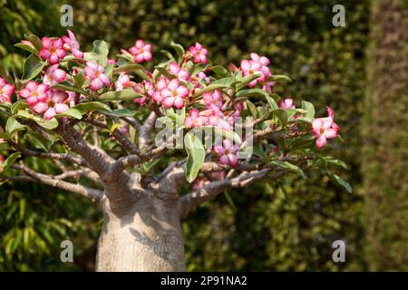Mini Bonsai Adenium Baum blüht in einem Park. Rosa Blüten blühen Stockfoto