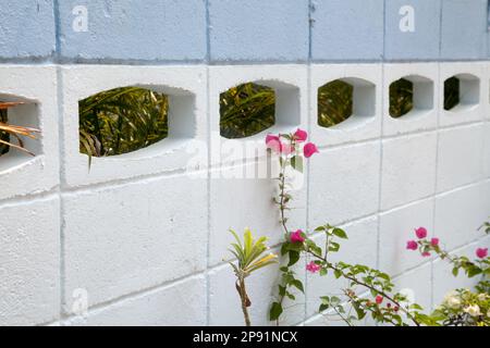 Sprossen mit rosa Blumen neben weißem und blauem Betonzaun an einem sonnigen Tag. Oberflächliche Konzentration auf die Blumen Stockfoto