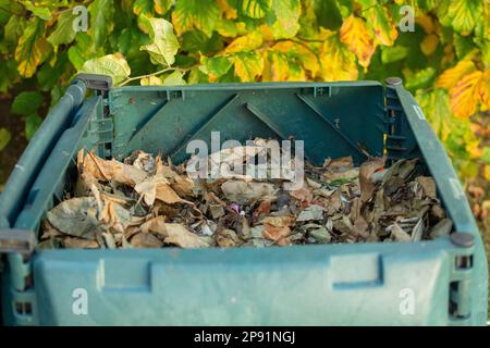 Compost-Behälter für den Außenbereich mit offenem Deckel, um den organischen Abfall mit Blättern zu bedecken. Der Kompost wird in einen Garten gestellt, um organischen Abfall zu recyceln Stockfoto