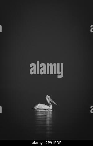 Mono Pelican schwimmt auf einem ruhigen blauen See Stockfoto