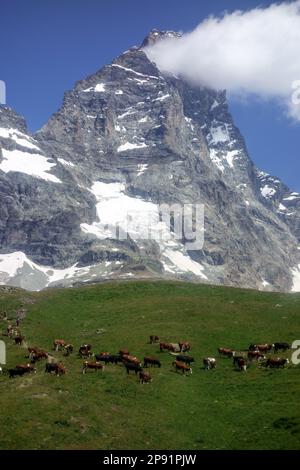 Eine Kuhherde vor dem Hintergrund des Matterhorn-Massivs aus der italienischen Stadt Breuil-Cervinia. Monte Cervino. Stockfoto