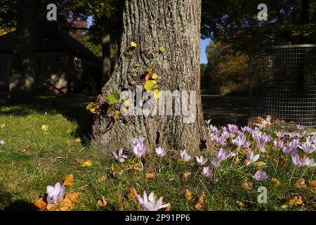 Herbstkrokus (Colchicum Herbstnale) auf einer Wiese vor einem Baum, Berlin - Deutschland Stockfoto