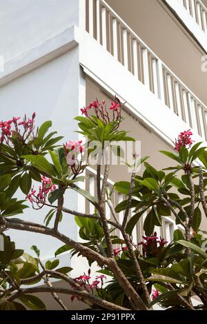 Schöne blühende Zweige mit rosa Blumen neben weißen Gebäude. Plumeria Baum in einem Hotelgarten Stockfoto