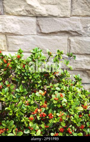 Grüner Busch mit orangefarbenen Blumen vor grauem Steinmauerhintergrund Stockfoto