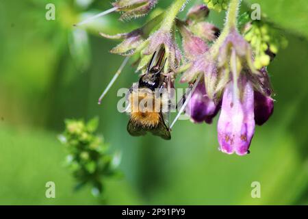Hummelbiene (Bombus pascuorum) auf einer Beinkraut-(Symphytum-)Blume Stockfoto