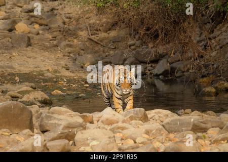 Tiger, Panthera Tigris, kommt aus dem Wasser, geht in Richtung Kamera. Ranthambore-Nationalpark, Rajasthan, Indien Stockfoto