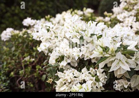 Weiße Bougainvillea üppigen Blumen Hintergrund. Üppig blühende Busch grünen und weißen Hintergrund Stockfoto