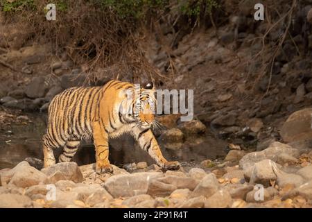 Tiger, Panthera Tigris, kommt aus dem Wasser. Der Tiger geht nach rechts. Ranthambore-Nationalpark, Rajasthan, Indien Stockfoto