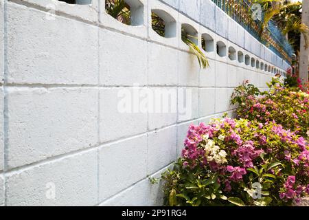 Blühende Blumenbeet neben weißen Wand Hintergrund mit kopieren. Tropische Bougainvillea in der Nähe des Zauns. Rosa Blumen auf den Büschen im Garten Stockfoto
