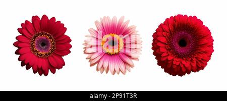 Ein Set roter Blumen. Tropische Blumenelemente. Tropische botanische Blumen im Hintergrund. Vektordarstellung Stock Vektor