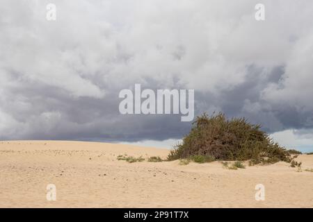 Einzigartige europäische Wüste als Teil des Naturparks. Stürmische Wolken über den Sanddünen in der Wintersaison. Corralejo, Fuerteventura, Kanarische Inseln, Süd Stockfoto