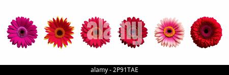 Ein Set roter Blumen. Tropische Blumenelemente. Tropische botanische Blumen im Hintergrund. Vektordarstellung Stock Vektor