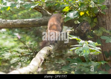 Europäischer Kiefernbaum (Martes martes) - Spaziergang entlang Eines Baumes Stockfoto