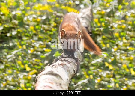 Europäischer Kiefernbaum (Martes martes) - Spaziergang entlang Eines Baumes Stockfoto