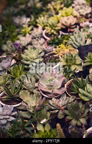 Viele kleine Topfpflanzen saftige Home Pflanzen. Verschiedene kleine Grüne Zimmerpflanzen in Töpfen Hintergrund. Cute Garten im Close-up Stockfoto