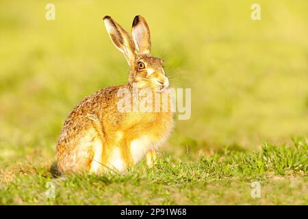 Brauner Hase (Lepus capensis) auf einem Feld sitzend Stockfoto