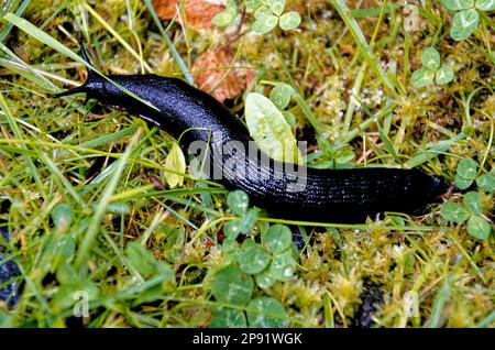 Die schwarze Form der großen schwarzen Schnecke (Arion ater) von oben. Black Slug, Black Arion, European Black Slug oder Large Black Slug, Arion ater, Arionida Stockfoto