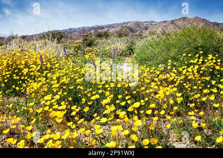 Wildblumenblüten (gelbe Tassen, Lupinen) in den unteren Höhen des Joshua Tree National Park, Kalifornien. Stockfoto