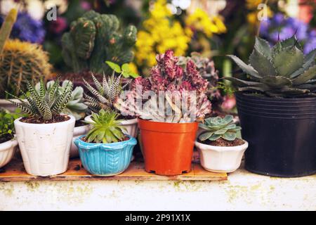 Viele Topfpflanzen Sukkulenten und Kakteen Home Pflanzen in einen Hinterhof. Verschiedene kleine Grüne Zimmerpflanzen in Töpfen Hintergrund. Cute Garten im Close-up Stockfoto