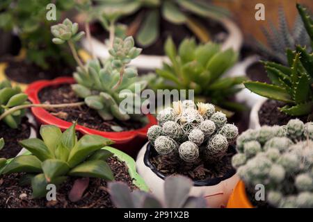 Viele kleine Topfpflanzen Sukkulenten und Kakteen Home Pflanzen. Verschiedene kleine Grüne Zimmerpflanzen in Töpfen Hintergrund. Cute Garten im Unscharfen close-up Stockfoto