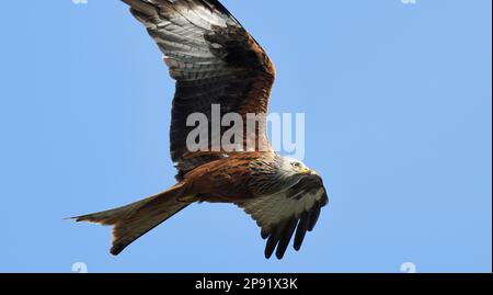 Rote Drachen im Flug, Marlow, Großbritannien Stockfoto