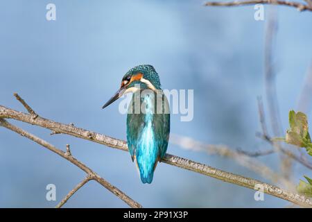 Kingfisher in der Abendsonne hoch oben auf dem Zweig, Großbritannien Stockfoto