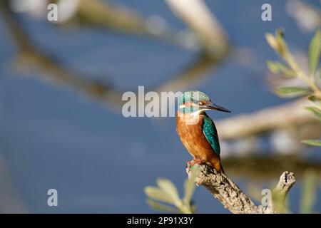 Kingfisher in der Abendsonne hoch oben auf dem Zweig, Großbritannien Stockfoto