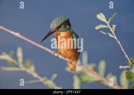 Kingfisher in der Abendsonne hoch oben auf dem Zweig, Großbritannien Stockfoto