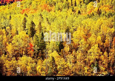 Gemischter Laubwald zeigt Herbst Farbe in Jay Cooke State Park, Minnesota. Stockfoto