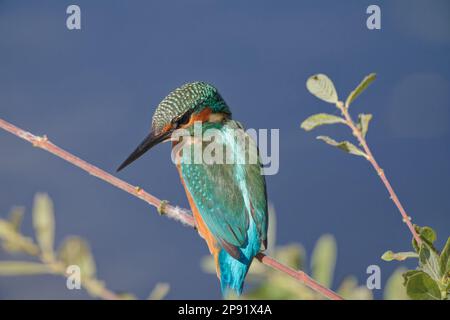 Kingfisher in der Abendsonne hoch oben auf dem Zweig, Großbritannien Stockfoto