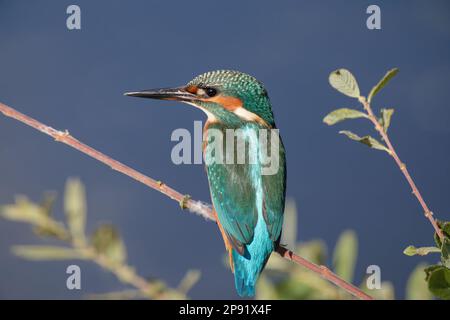 Kingfisher in der Abendsonne hoch oben auf dem Zweig, Großbritannien Stockfoto